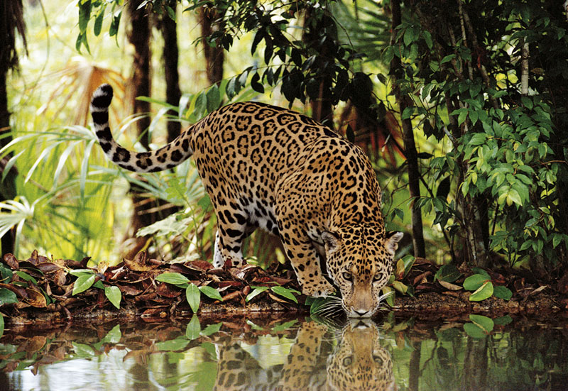 Leopard, 2000 pcs Jungle Animals Jigsaw Puzzle