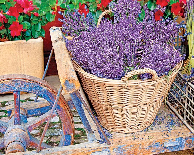 Basket of Lavender