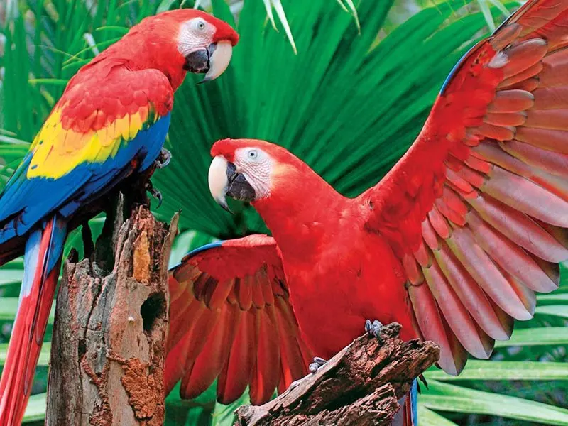 Scarlet Macaw Birds
