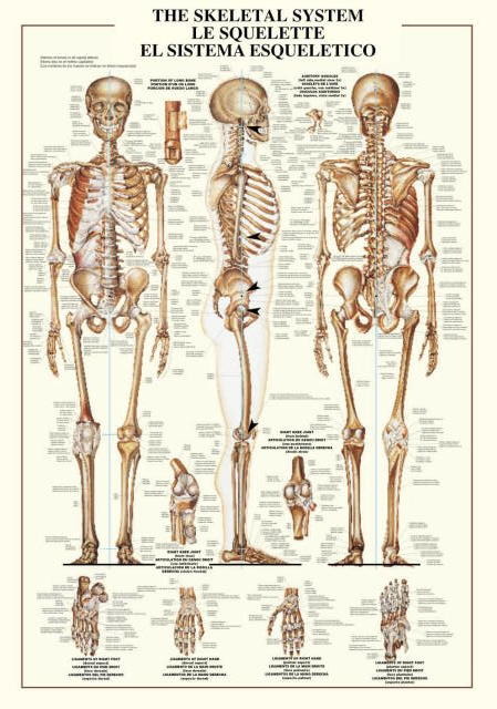 The Skeletal  System Educational Jigsaw Puzzle