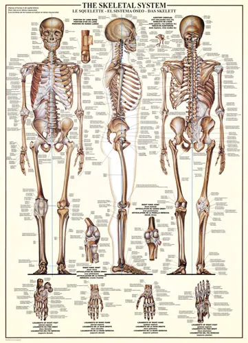 The Skeletal System Science