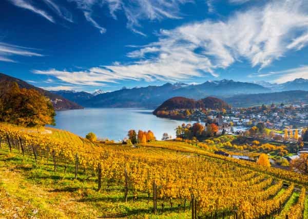 Vineyards Countryside