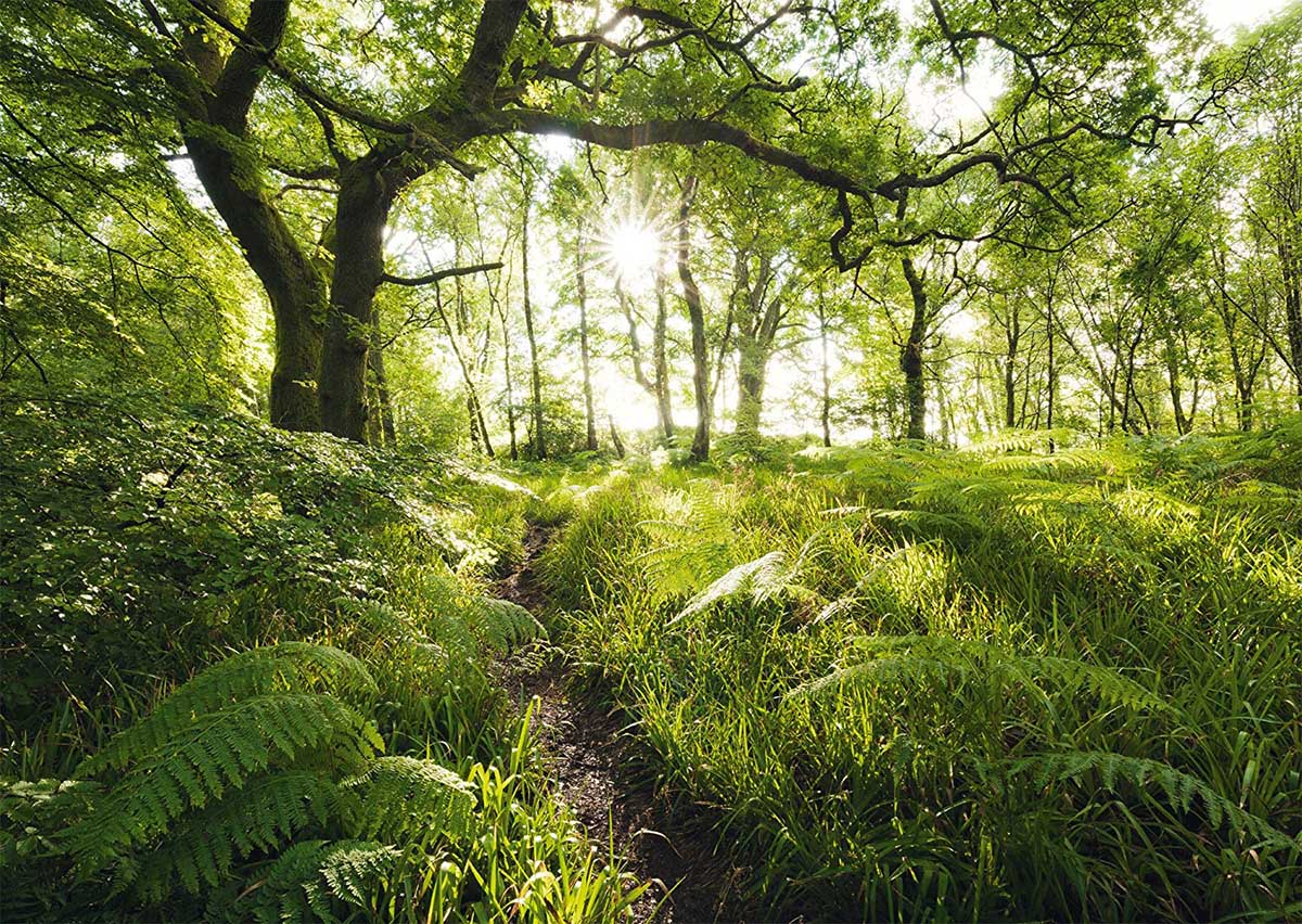 The Enchanted Path Forest Jigsaw Puzzle