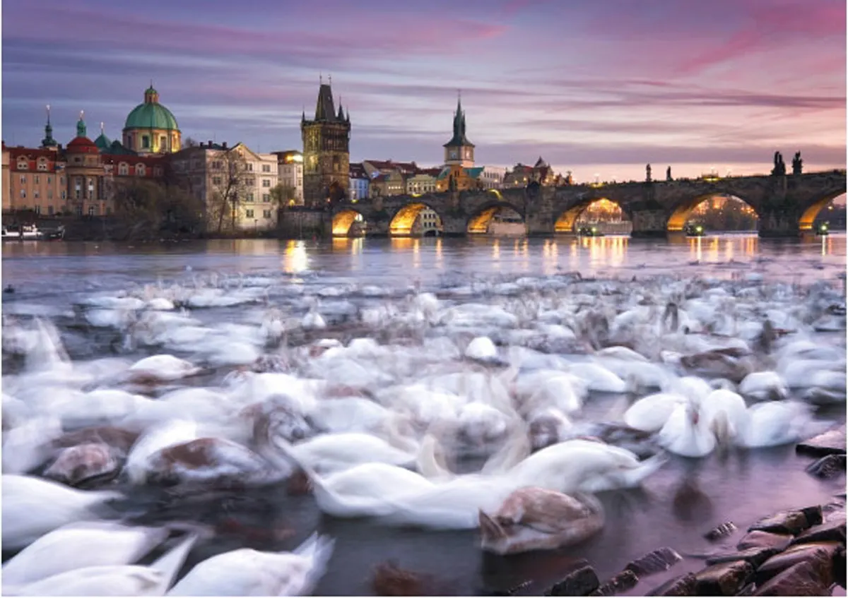 Prague: Swans Europe