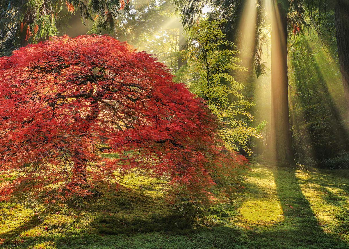 Magic Forests Forest Jigsaw Puzzle