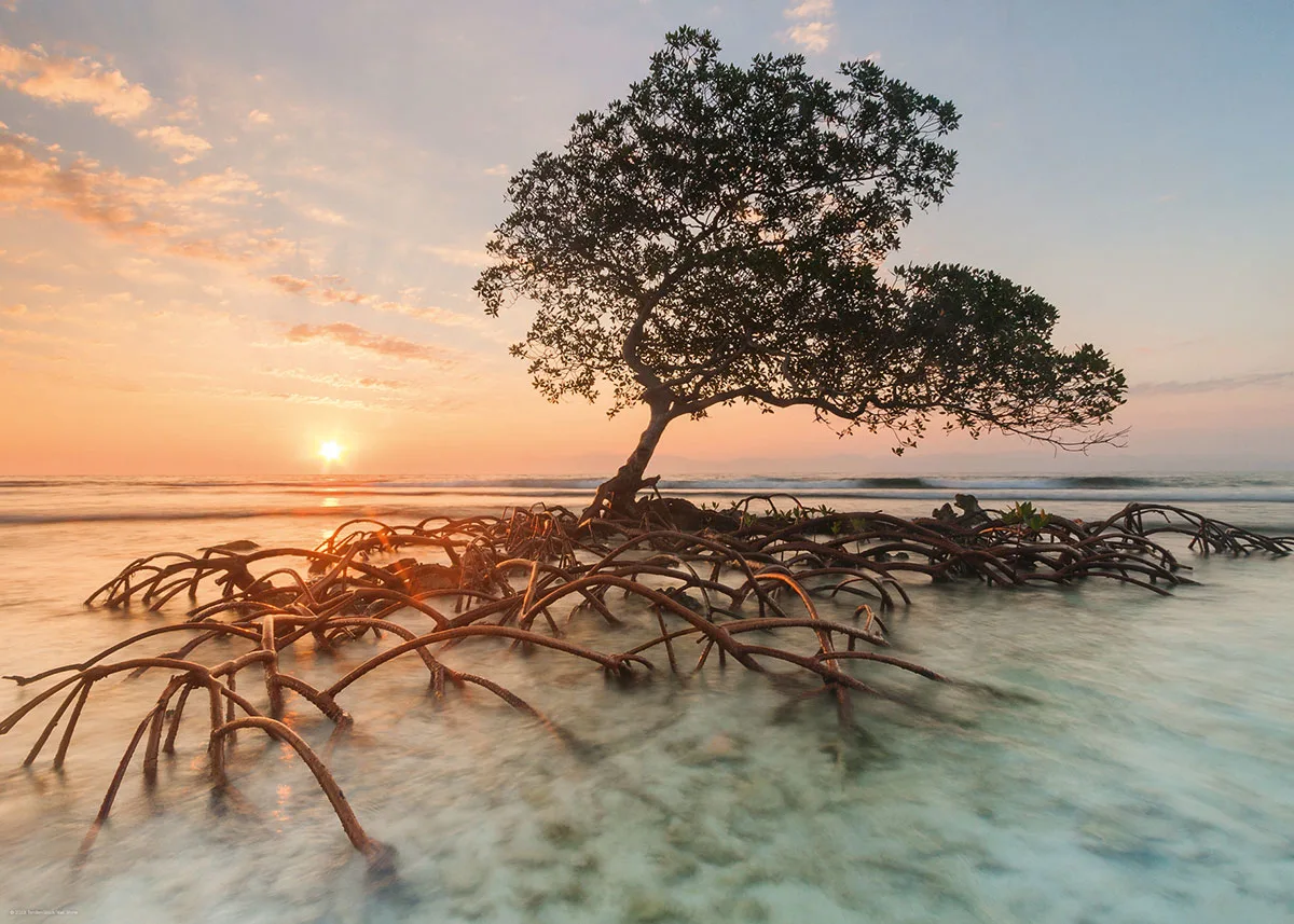 Red Mangrove Landscape