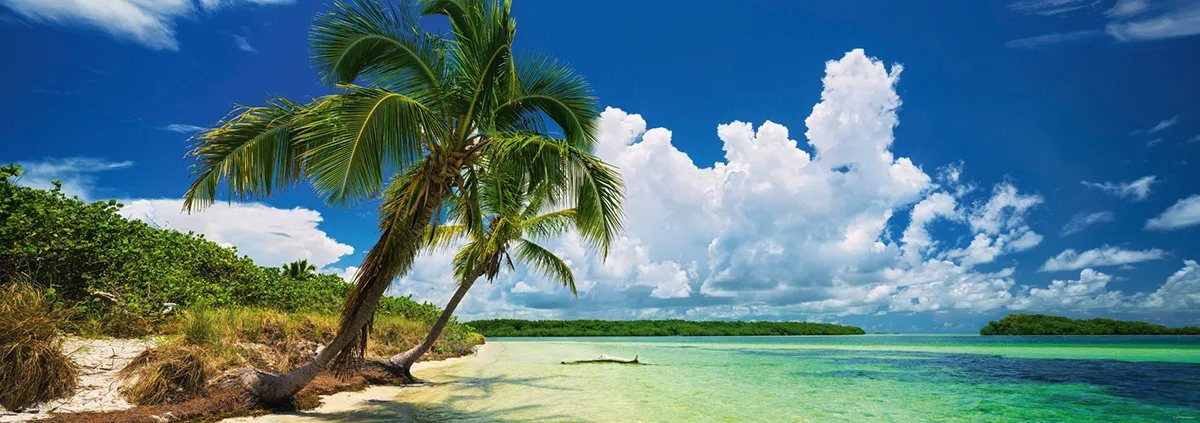 Paradise Palm Nature