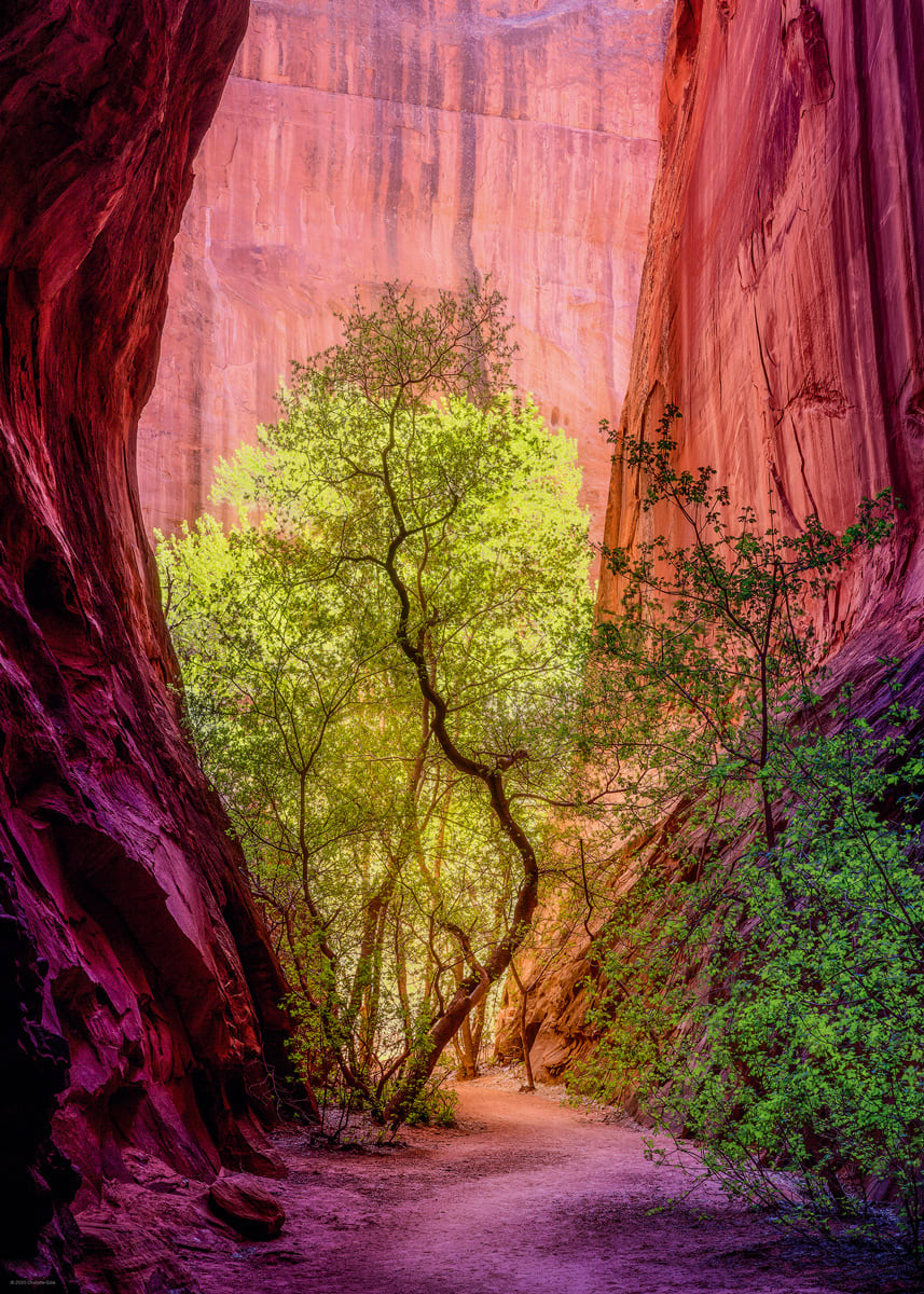 Power of Nature Landscape