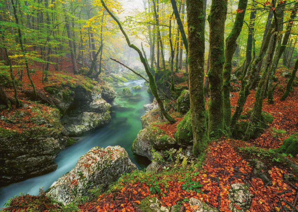 Little Brook, Magic Forests