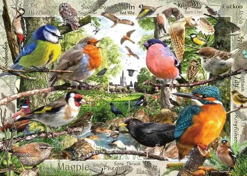 Our Feathered Friends Birds