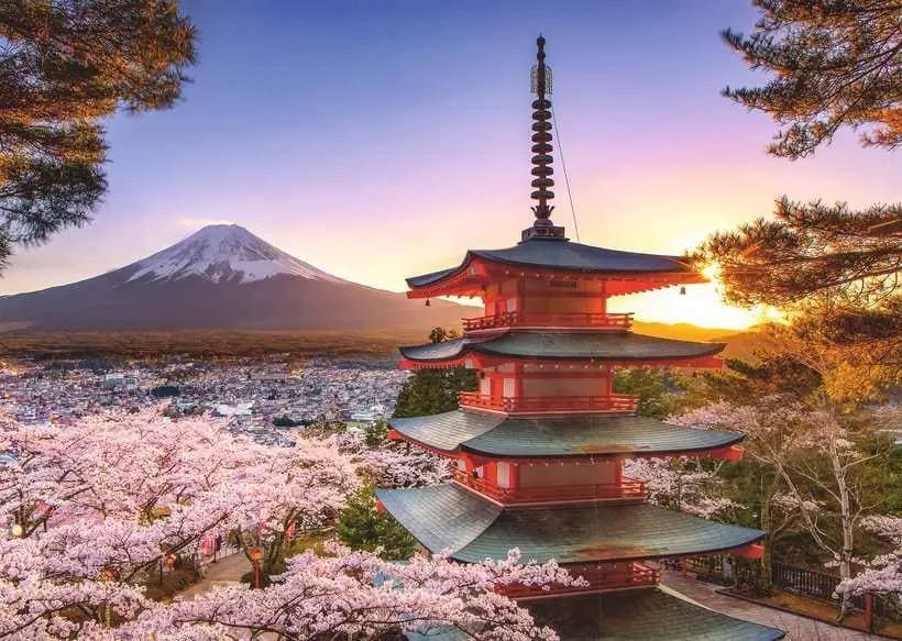AT Japan: Fuji Cherry Blossom View