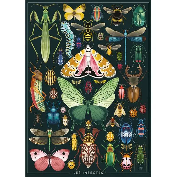 Les insectes, Rebecca Romeo Butterflies and Insects