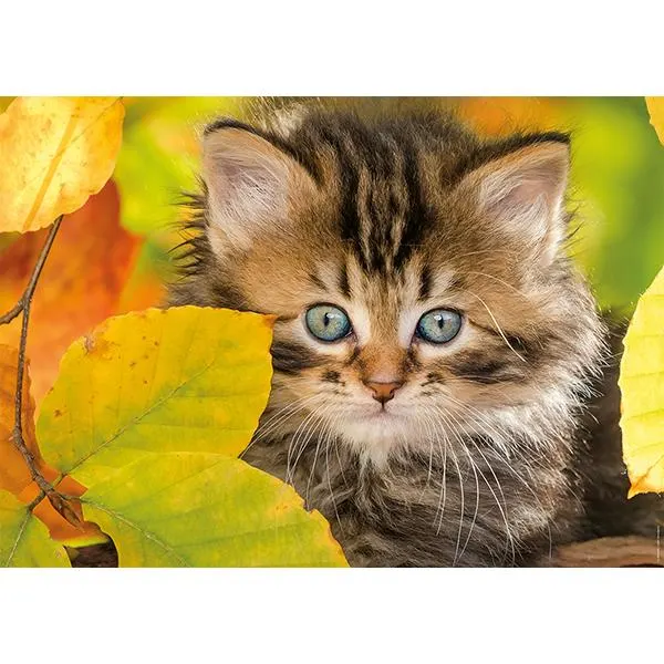 1500pc, Chaton en automne Cats