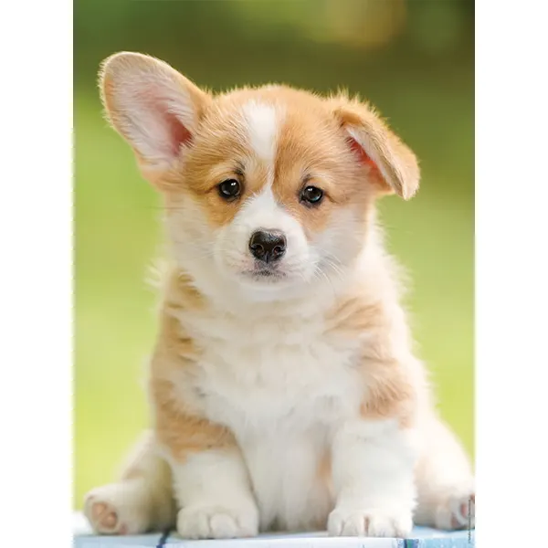 Adorable Corgi