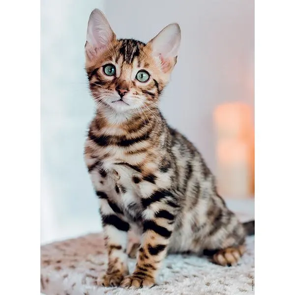 Chaton Bengal Cats