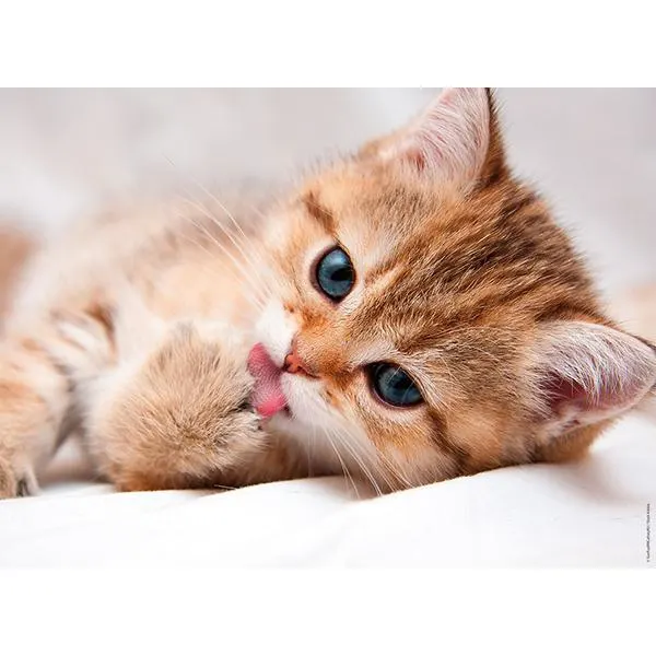 La toilette du chat Cats