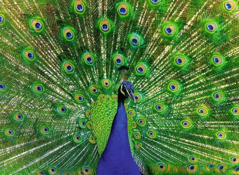 Peacock  Birds