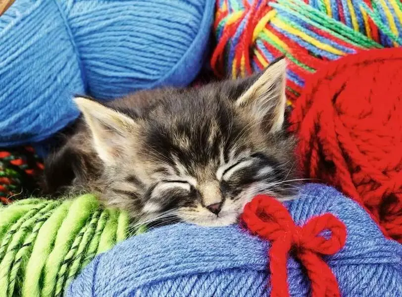 Wool Cat Cats
