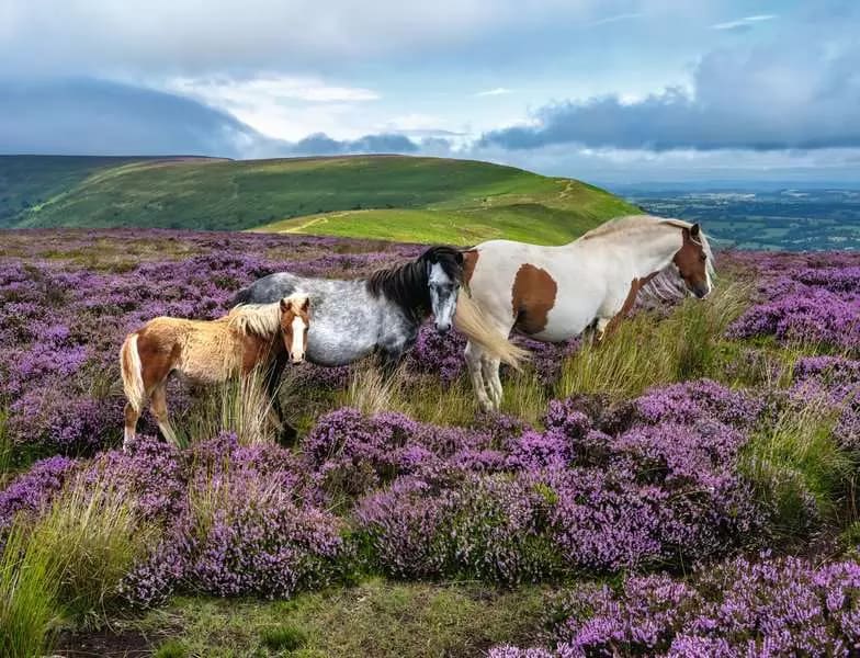 Wild Horses in the Heather