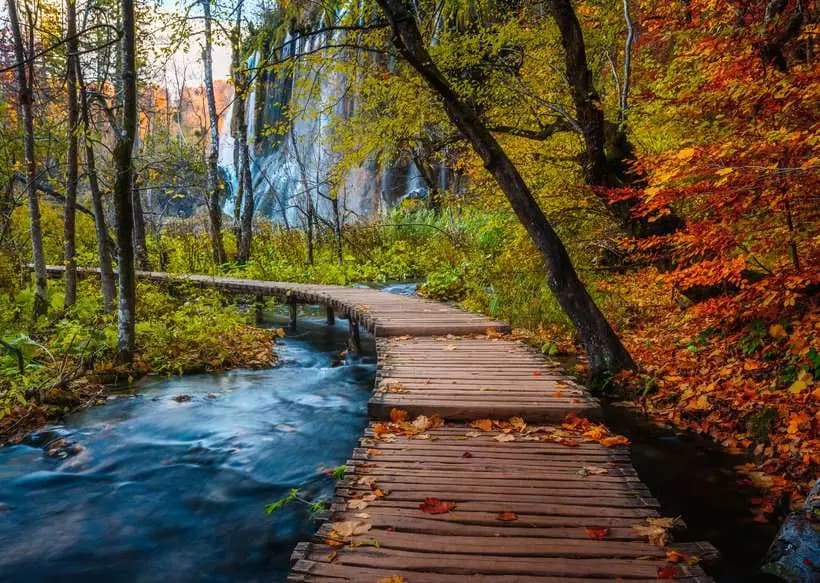 Autumnal Wooden Trail