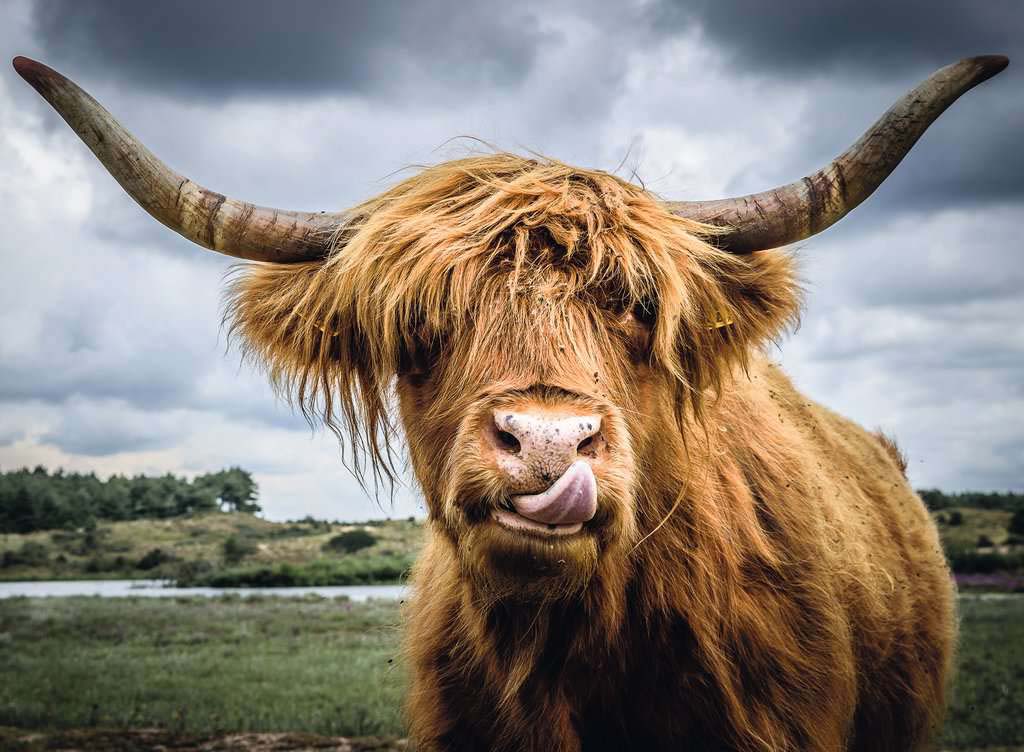Puzzle Moments: Highland Cattle Animals Jigsaw Puzzle