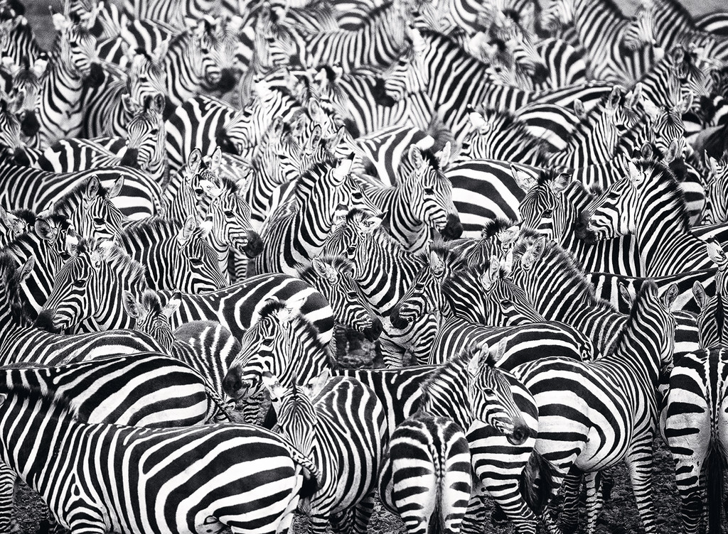 Zebra Challenge Animals Jigsaw Puzzle