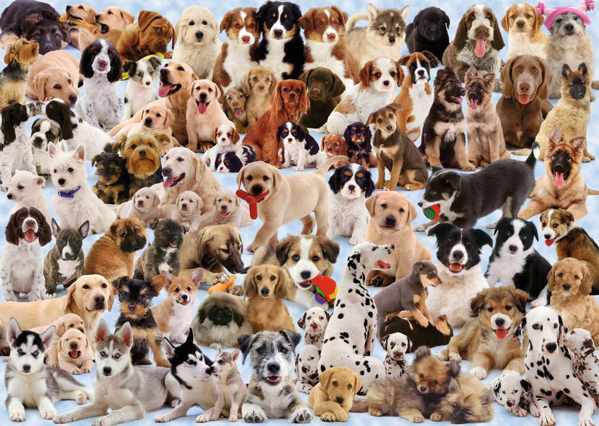 Dogs Galore! Dogs Jigsaw Puzzle