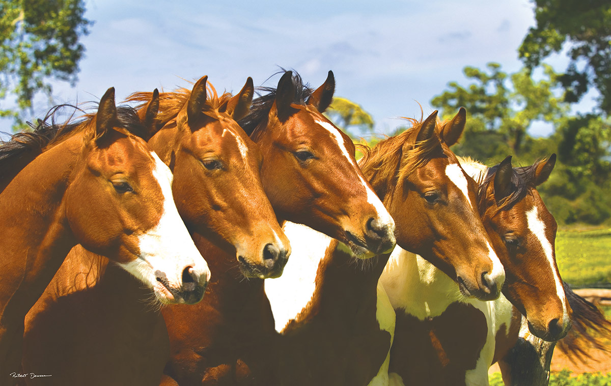 Lineup Horse Jigsaw Puzzle