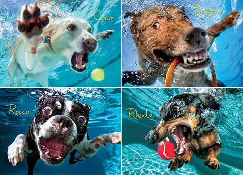 Underwater Dogs:  Pool Pawty Dogs