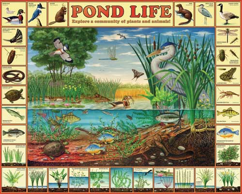 Pond Life