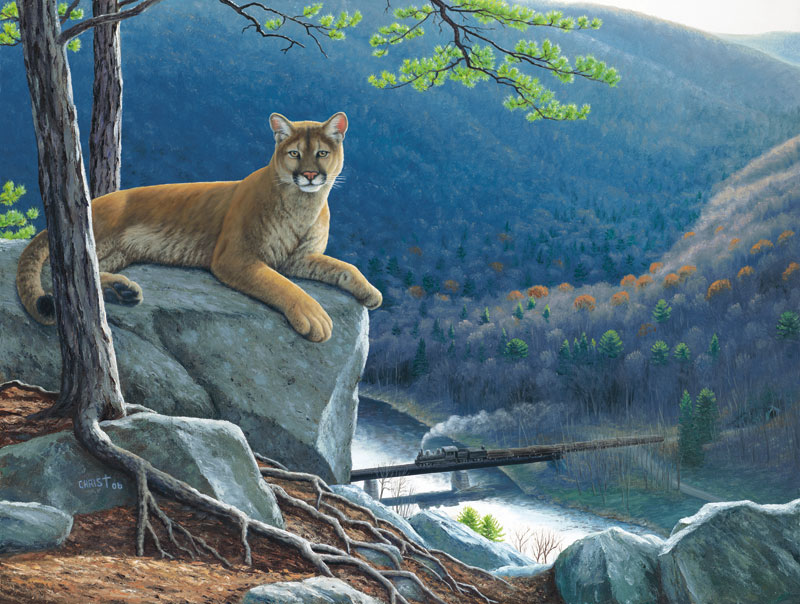 Mountain Lion Tracks Animals