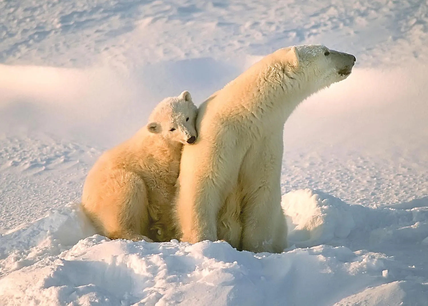 Polar Bear with Cub 