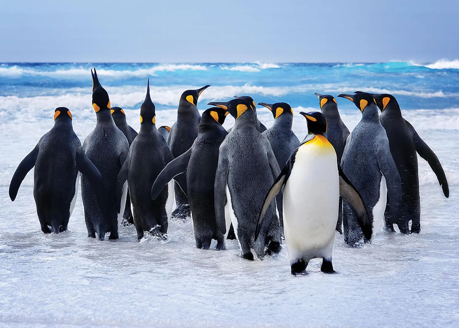 King Penguins 