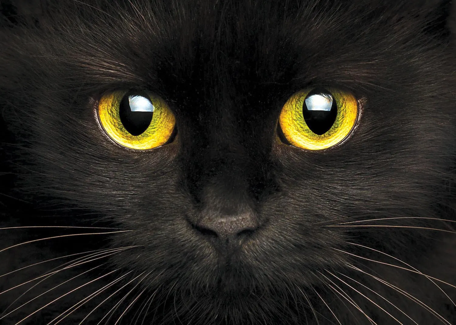 Cute Muzzle of A Black Cat