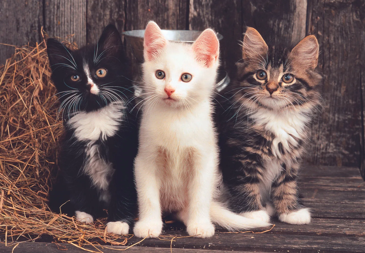 Lovely Kittens Cats