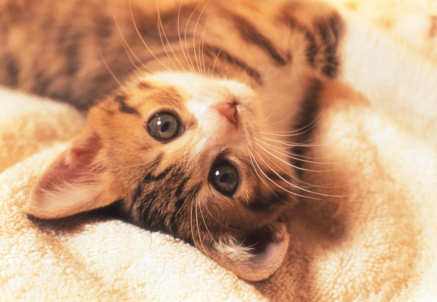 Kitten Cats