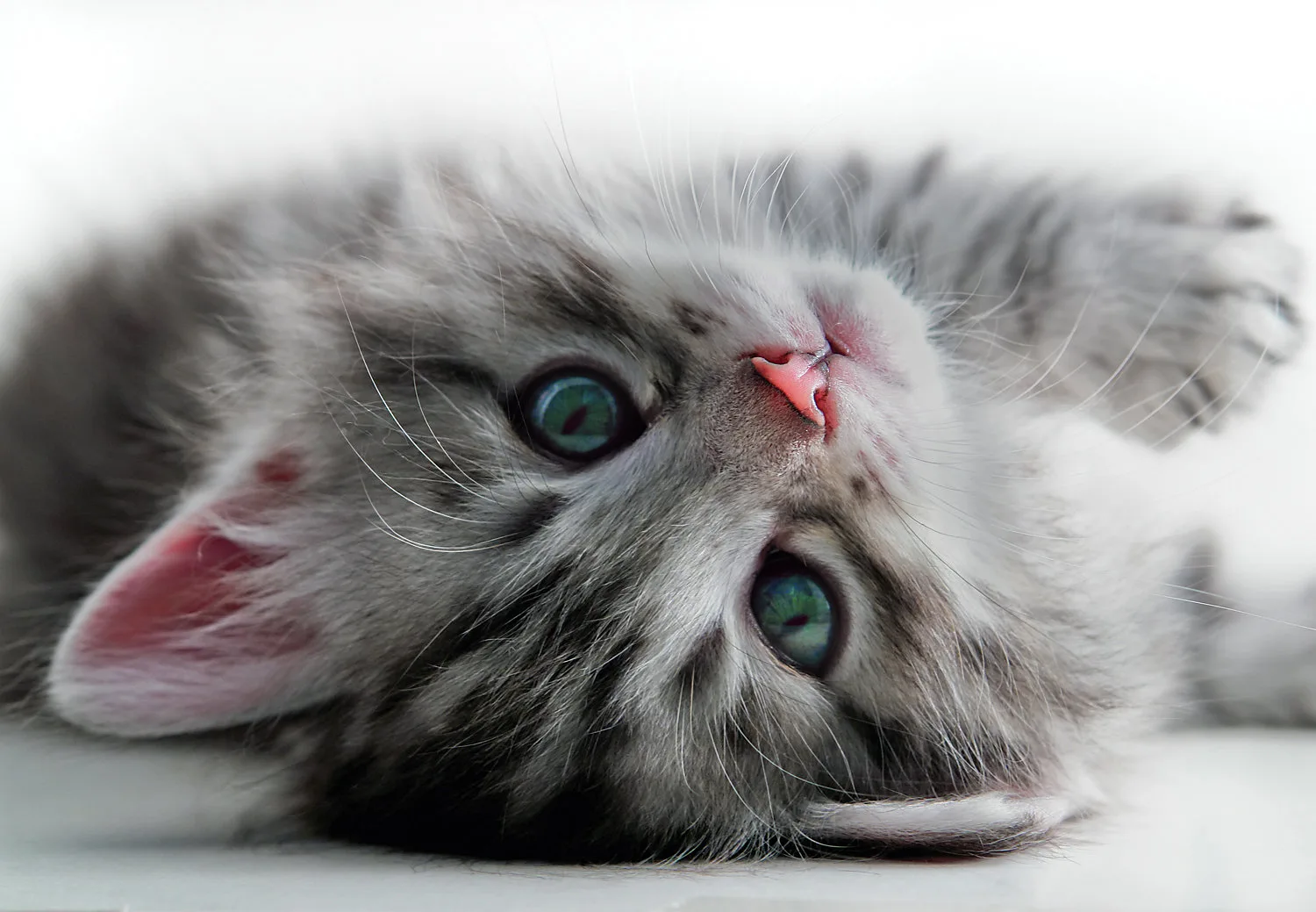 Kittens Rest Cats