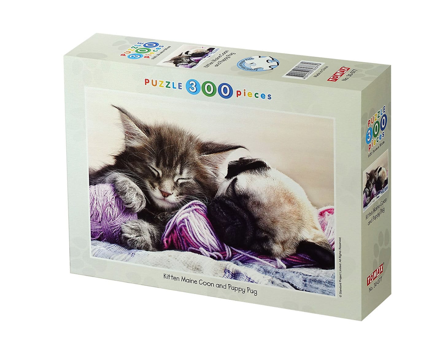 Kitten Maine Coon And Puppy Pug