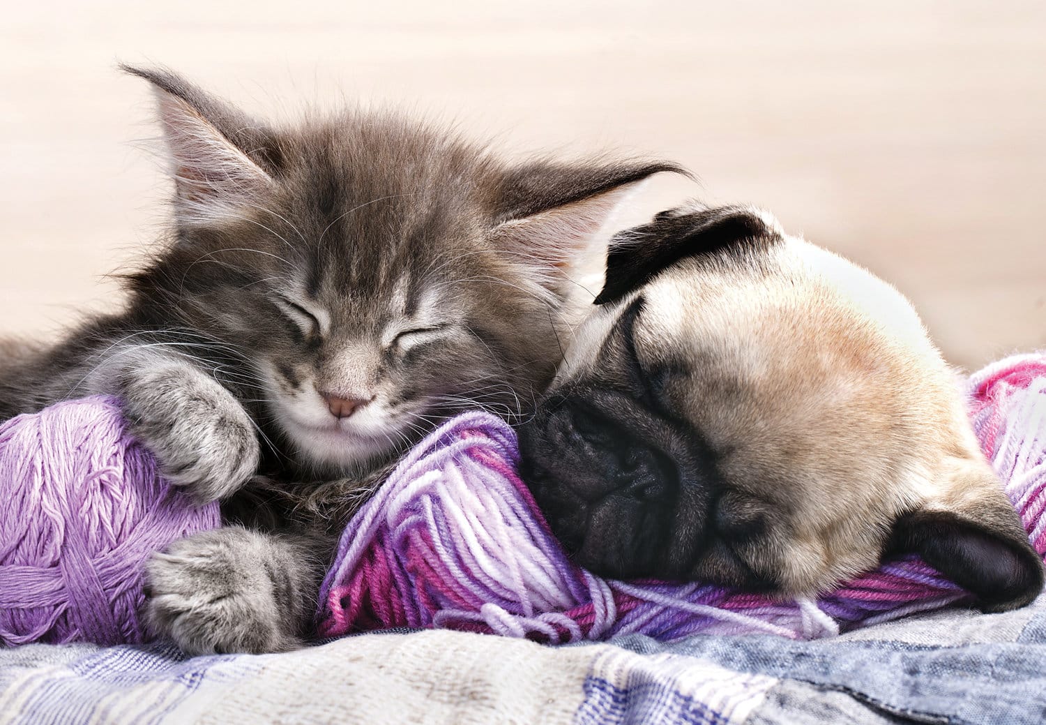 Kitten Maine Coon And Puppy Pug Cats