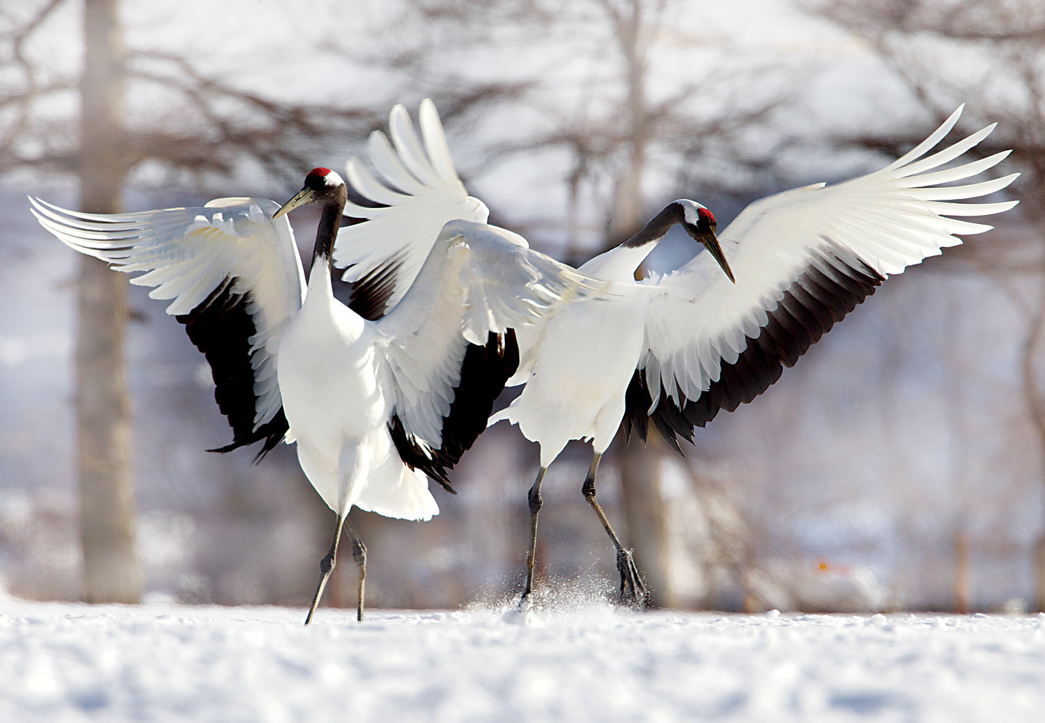 Two Japanese Cranes Birds Jigsaw Puzzle