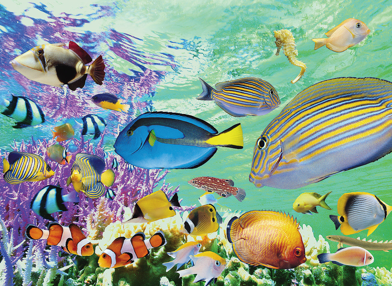 Tropical Marine Fish