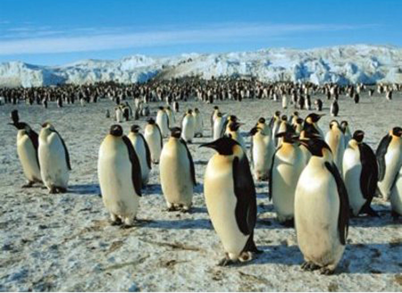 Emperor Penguins Birds Jigsaw Puzzle