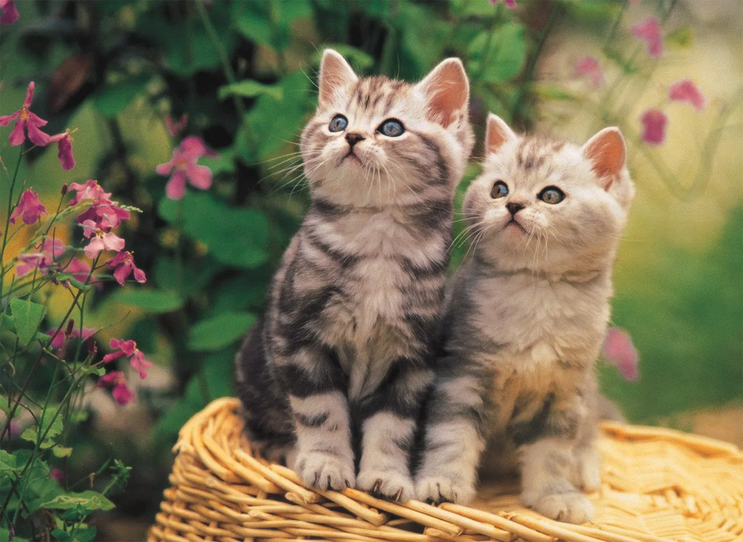 Kittens Cats