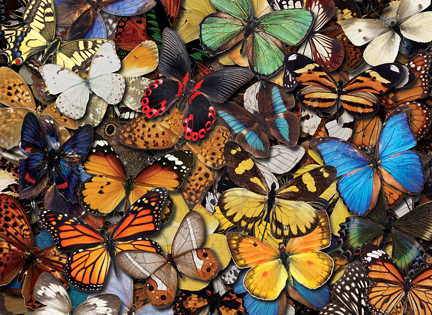 Flying Colors Butterflies and Insects Jigsaw Puzzle