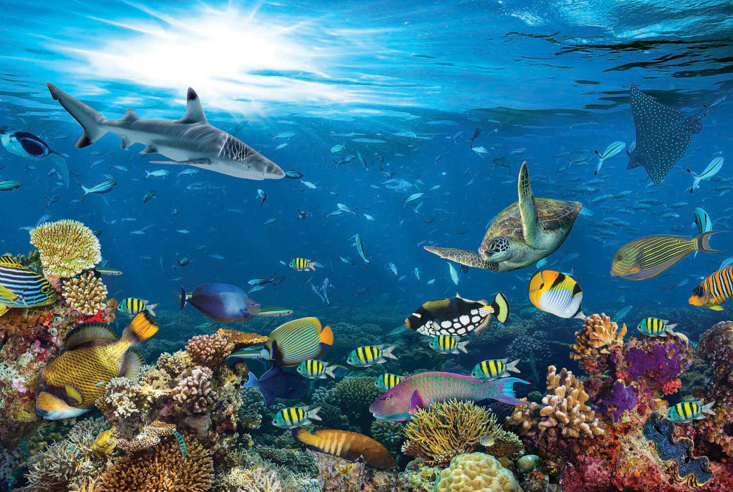 Underwater Paradise Sea Life