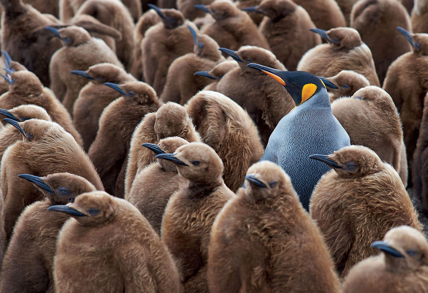 Adult King Penguin & Chicks