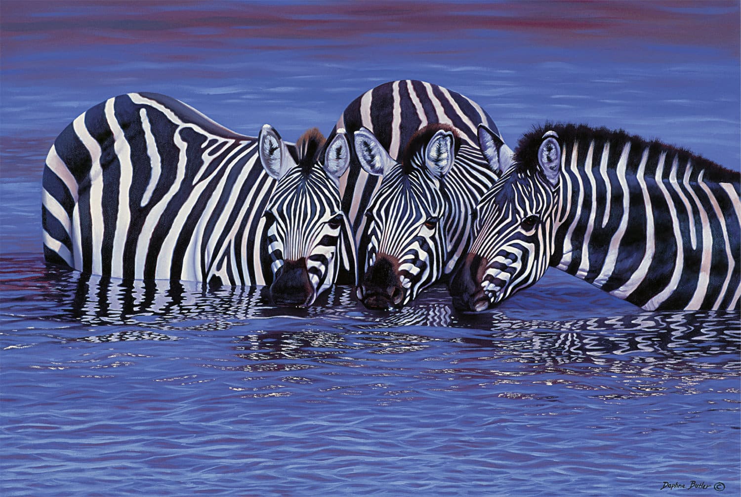 Zebras in The Water Jungle Animals