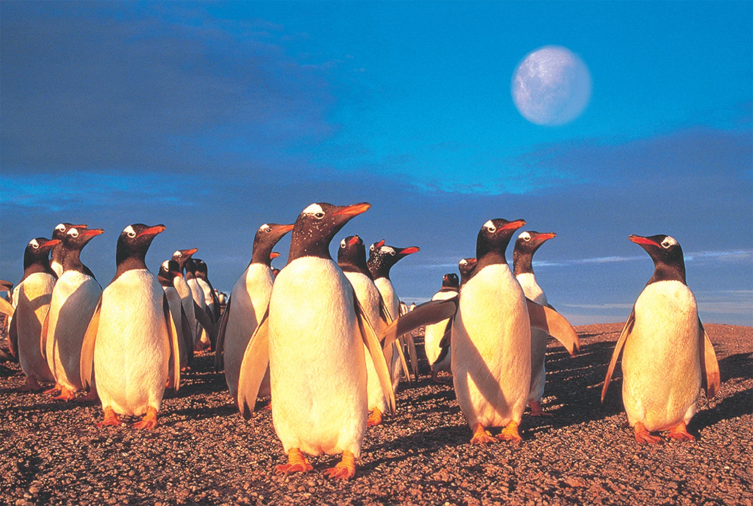 Penguin's World Birds