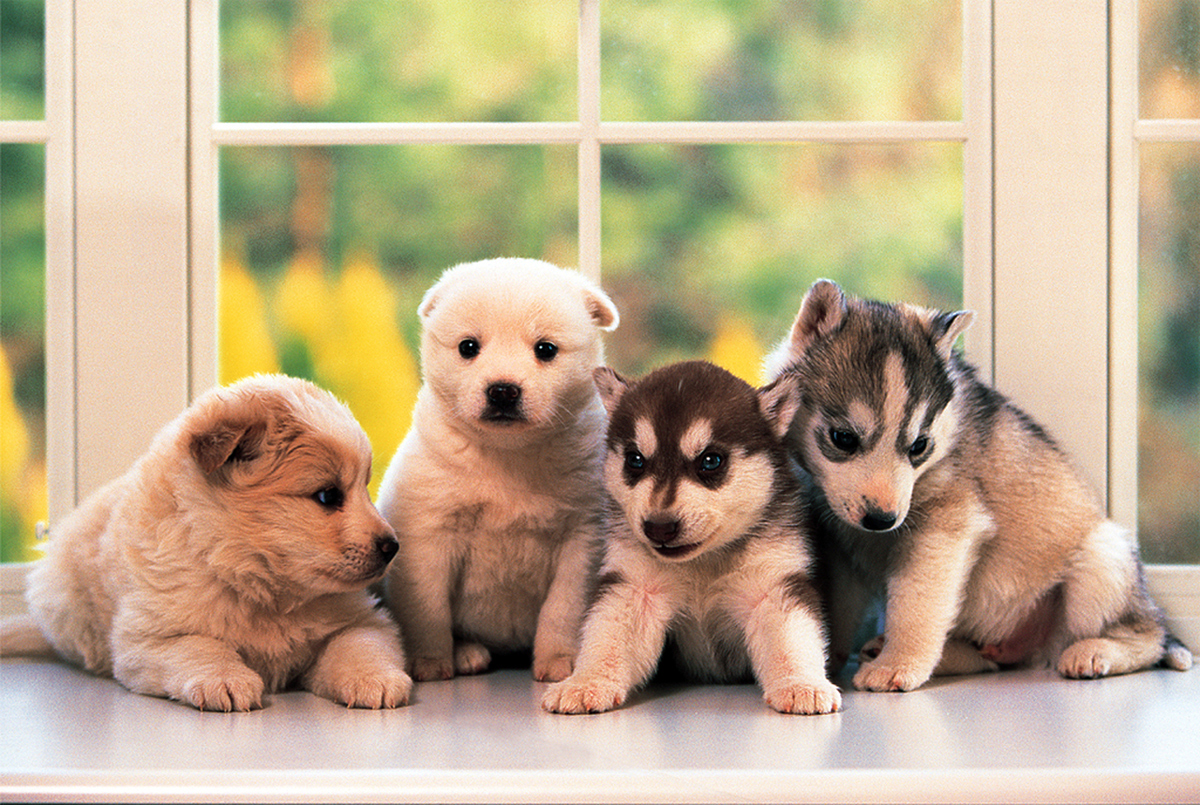 Little Doggies Dogs Jigsaw Puzzle