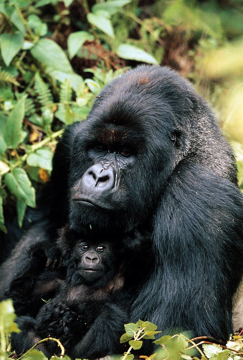 Gorilla Jungle Animals